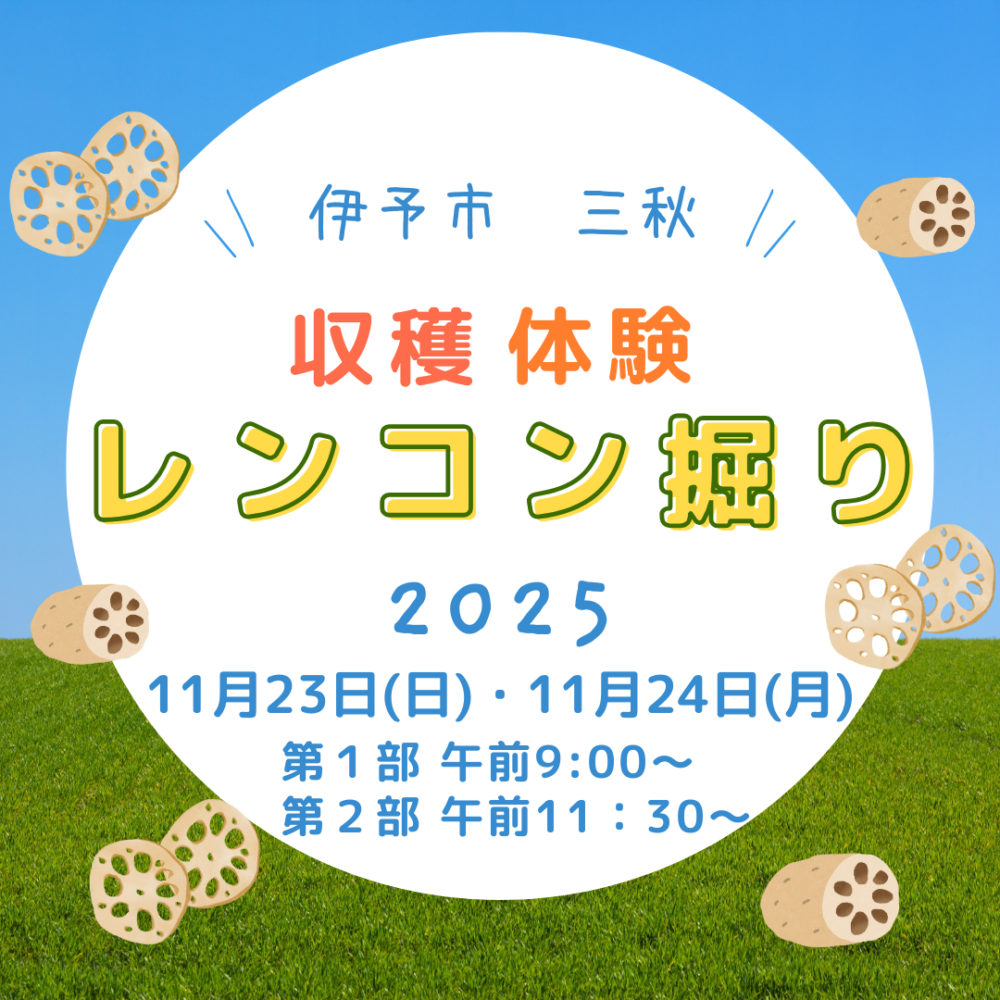 レンコン掘りイベント  レンコン掘りイベント