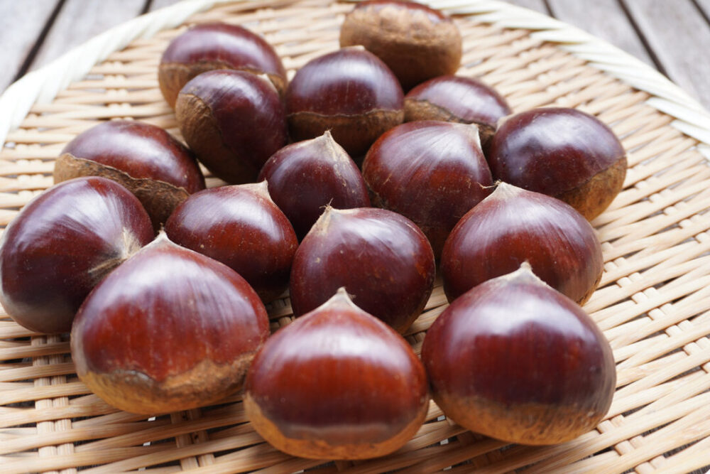 🌰大きくて甘い“中山栗”🍂地元で愛される秋の味覚ととっておきのレシピ 🌰大きくて甘い“中山栗”🍂地元で愛される秋の味覚ととっておきのレシピ